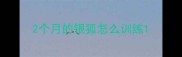 2个月的银狐怎么训练
