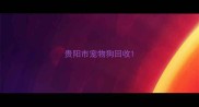 贵阳市宠物狗回收