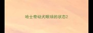 哈士奇幼犬眼球的状态