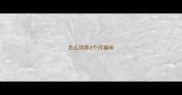 怎么饲养3个月猫咪