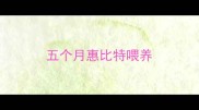 五个月惠比特喂养