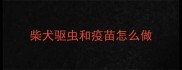 柴犬驱虫和疫苗怎么做