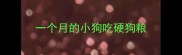 一个月的小狗吃硬狗粮
