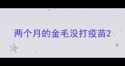 两个月的金毛没打疫苗