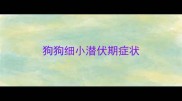 狗狗细小潜伏期症状