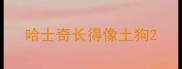 哈士奇长得像土狗
