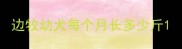 边牧幼犬每个月长多少斤