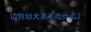 边牧幼犬美毛吃什么