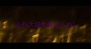 小狗大腿骨折怎么办