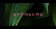 金毛寻回犬的寿命
