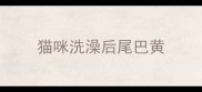猫咪洗澡后尾巴黄