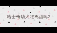 哈士奇幼犬吃鸡蛋吗