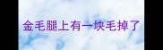 金毛腿上有一块毛掉了
