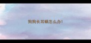 狗狗长耳螨怎么办