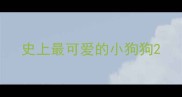 史上最可爱的小狗狗