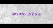 边牧幼犬几岁后长毛
