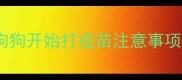 狗狗开始打疫苗注意事项