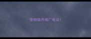 宠物猫养殖厂电话