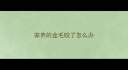 家养的金毛咬了怎么办
