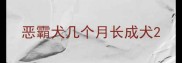 恶霸犬几个月长成犬