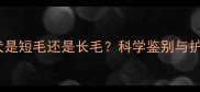 两岁金毛犬是短毛还是长毛科学鉴别与护理全攻略