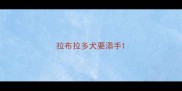 拉布拉多犬要添手