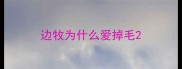 边牧为什么爱掉毛