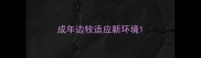 成年边牧适应新环境
