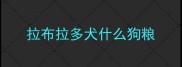 拉布拉多犬什么狗粮