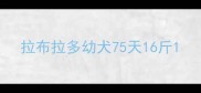 拉布拉多幼犬75天16斤