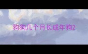 狗狗几个月长成年狗