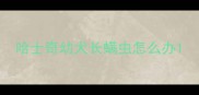 哈士奇幼犬长螨虫怎么办
