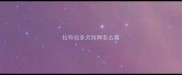 拉布拉多犬纯种怎么看