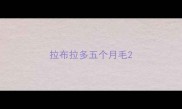 拉布拉多五个月毛