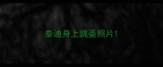 泰迪身上跳蚤照片