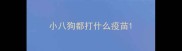 小八狗都打什么疫苗