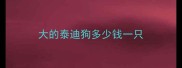 大的泰迪狗多少钱一只