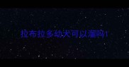 拉布拉多幼犬可以溜吗