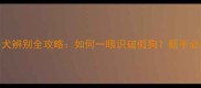 拉布拉多犬辨别全攻略如何一眼识破假狗新手必看养宠指南