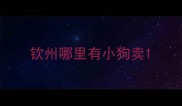 钦州哪里有小狗卖