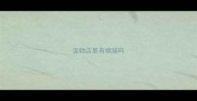 宠物店里有橘猫吗