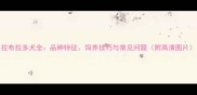 拉布拉多犬全品种特征饲养技巧与常见问题附高清图片
