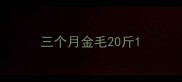三个月金毛20斤
