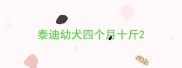 泰迪幼犬四个月十斤