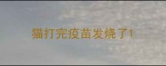 猫打完疫苗发烧了