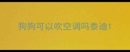 狗狗可以吹空调吗泰迪