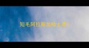 短毛阿拉斯加哈士奇