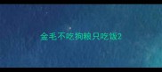金毛不吃狗粮只吃饭