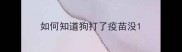 如何知道狗打了疫苗没
