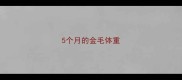5个月的金毛体重